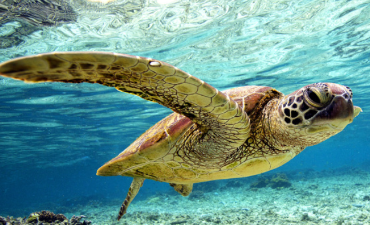 Are Turtles Legal in the EU?
